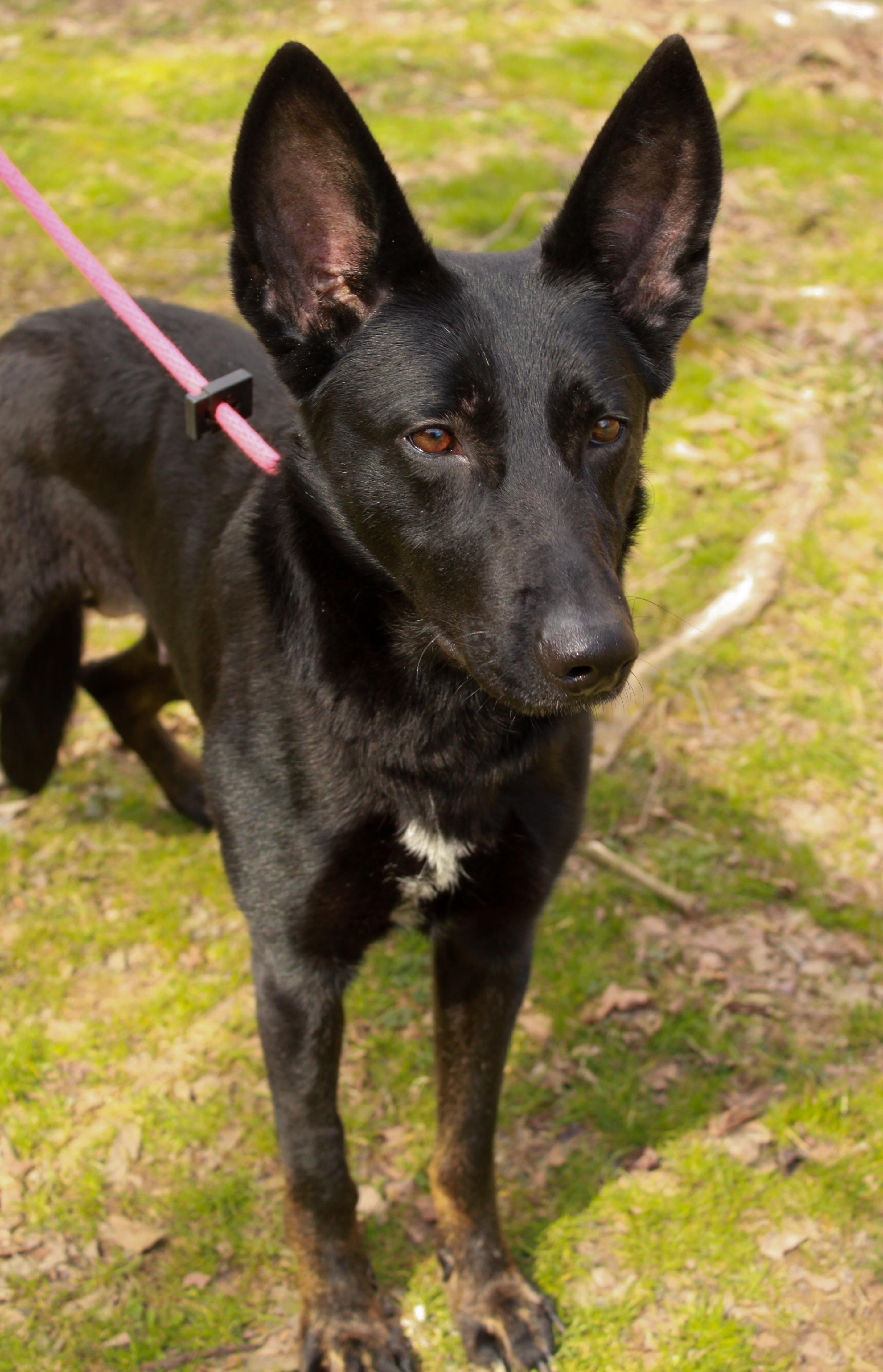 Enlarge Juliet, an adopted German Shepherd Dog in Ona, WV image 2/2