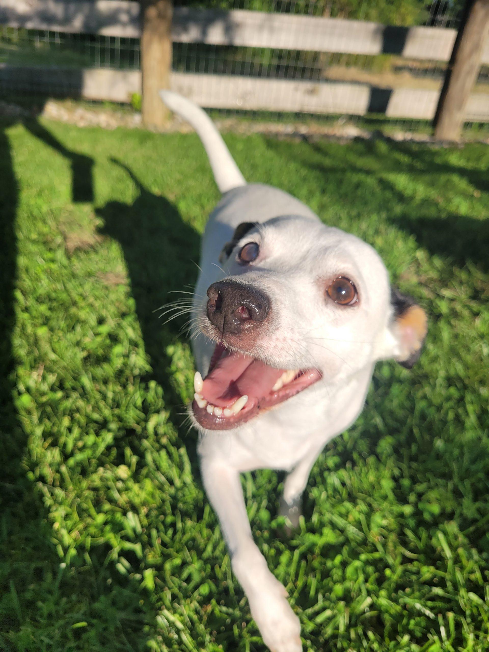 Snoopy 5702 D, a Adoptable mixed breed in Frankfort, KY image 1/6