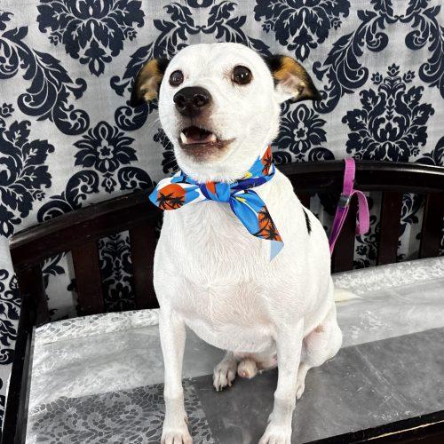 Snoopy 5702 D, Adoptable, Adult Male Mixed Breed & Mixed Breed.