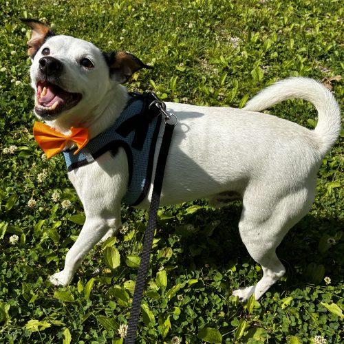 Enlarge Snoopy 5702 D, a Adoptable mixed breed in Frankfort, KY image 2/5