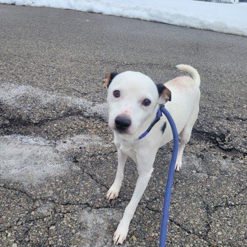 Enlarge Snoopy 5702 D, a Adoptable mixed breed in Frankfort, KY image 3/5