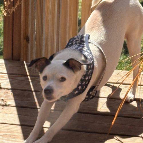 Enlarge Snoopy 5702 D, a Adoptable mixed breed in Frankfort, KY image 4/5