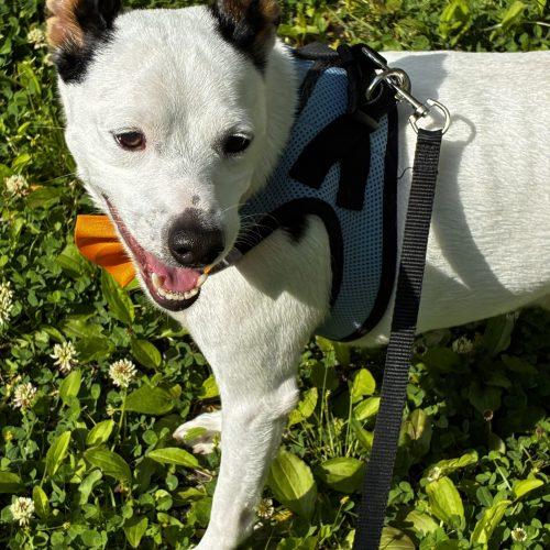 Enlarge Snoopy 5702 D, a Adoptable mixed breed in Frankfort, KY image 5/5