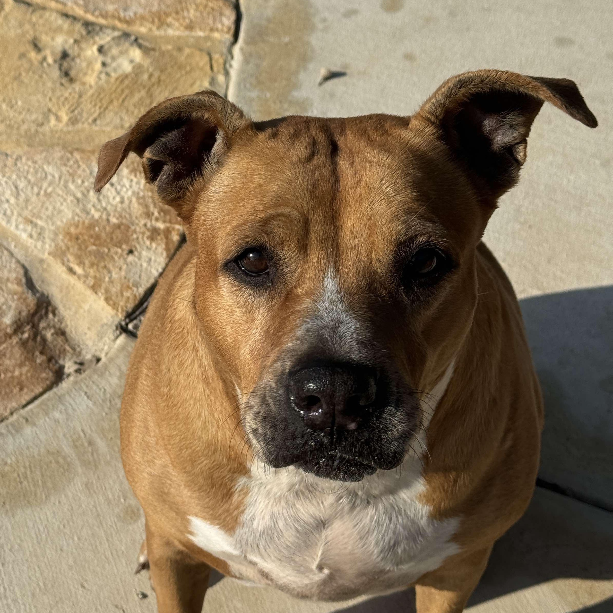 Ginger — thumbnail 3