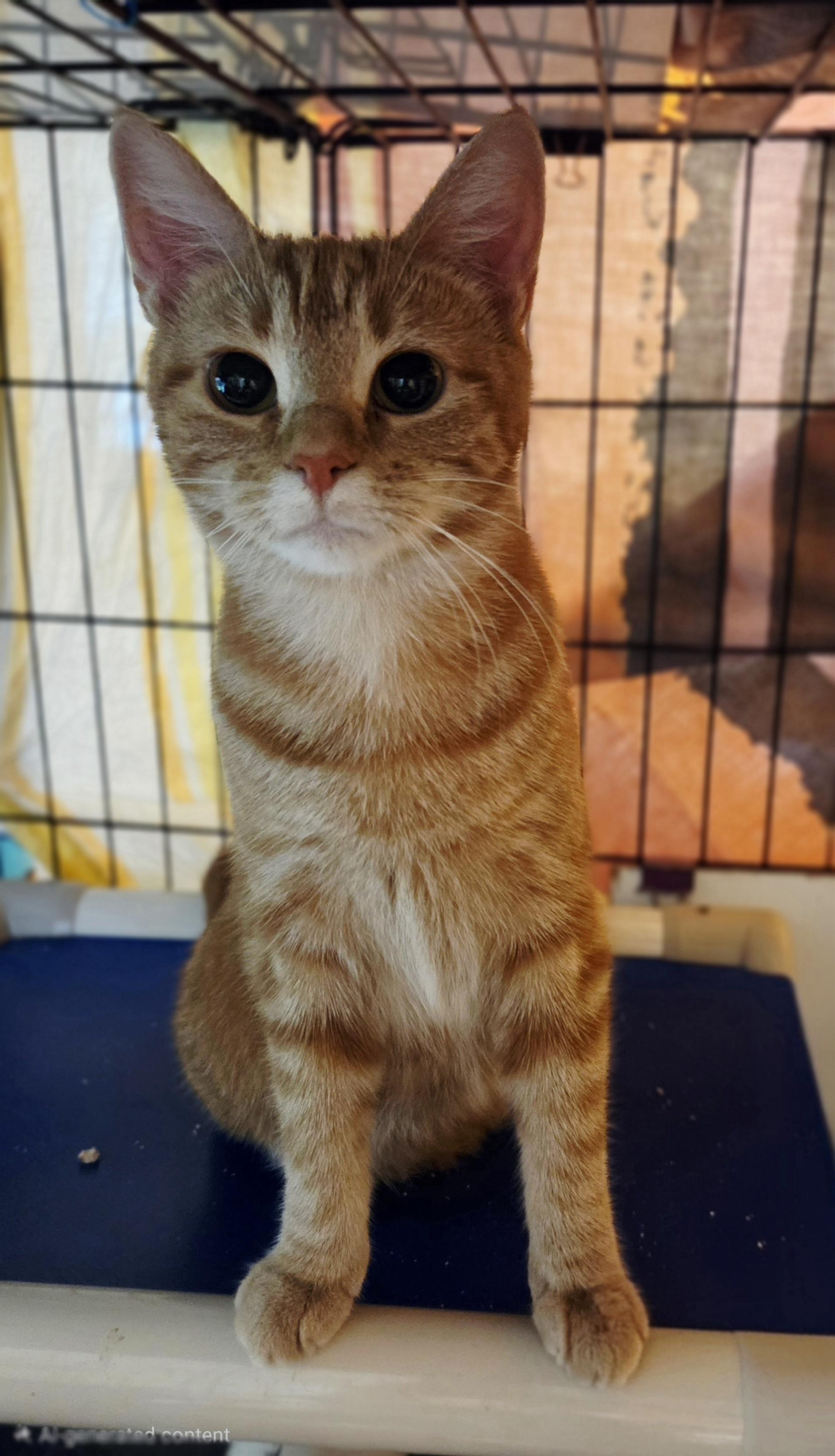 Enlarge Cashew, a Adopted Domestic Short Hair in Middletown, CT image 3/5