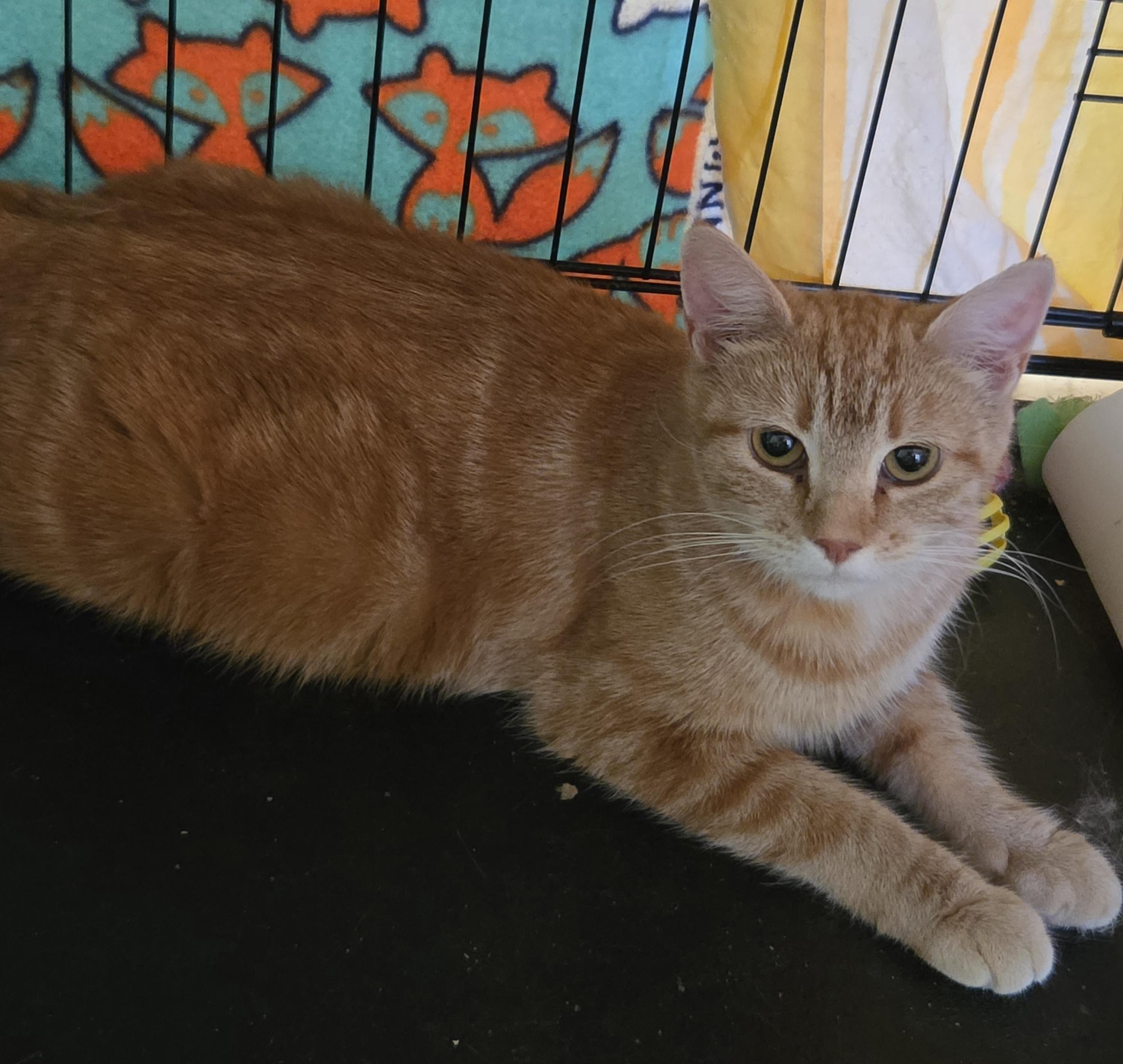 Enlarge Cashew, a Adopted Domestic Short Hair in Middletown, CT image 5/5