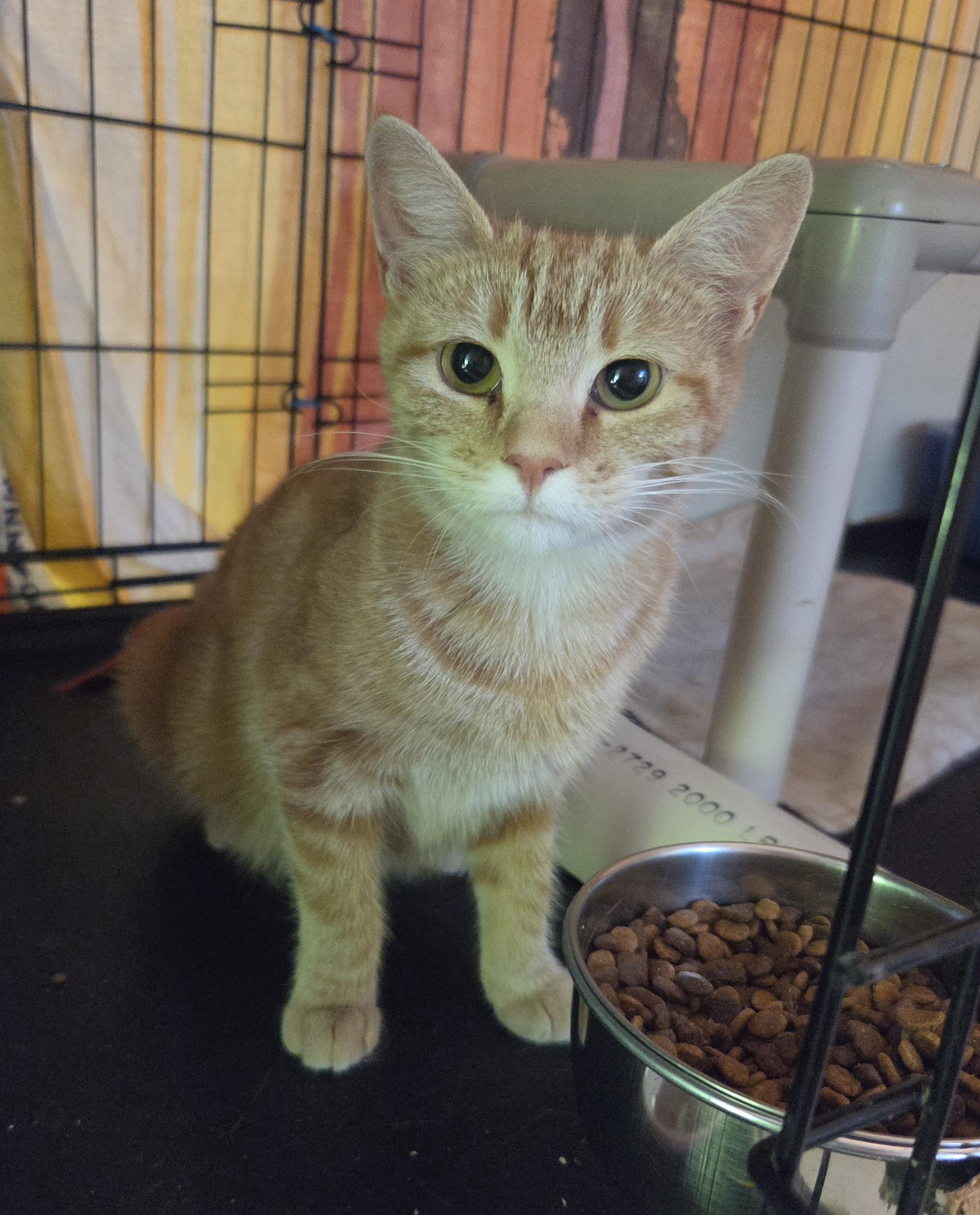 Enlarge Cashew, a Adopted Domestic Short Hair in Middletown, CT image 4/5