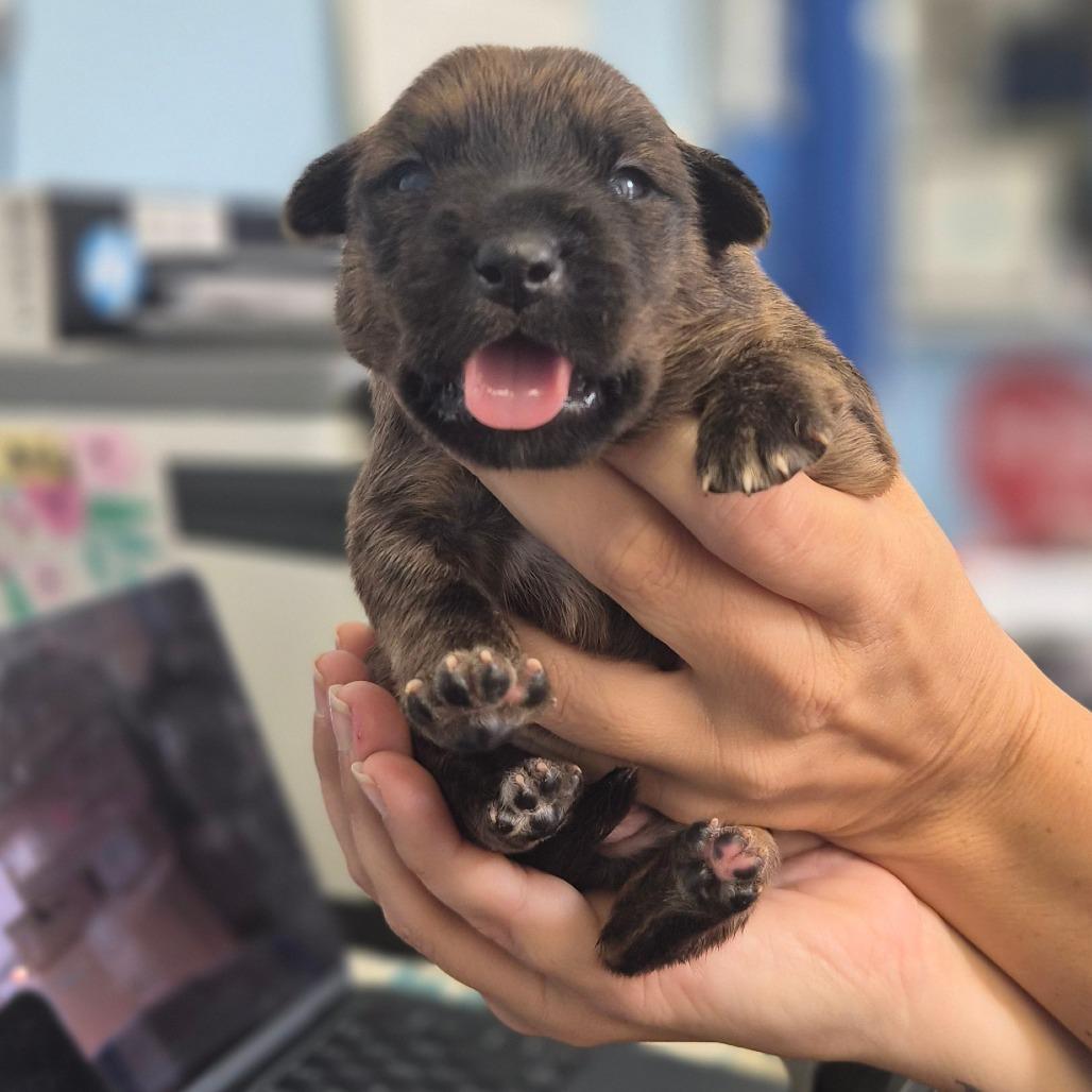 Enlarge McChicken, a Adoptable mixed breed in Wahiawa, HI image 1/2