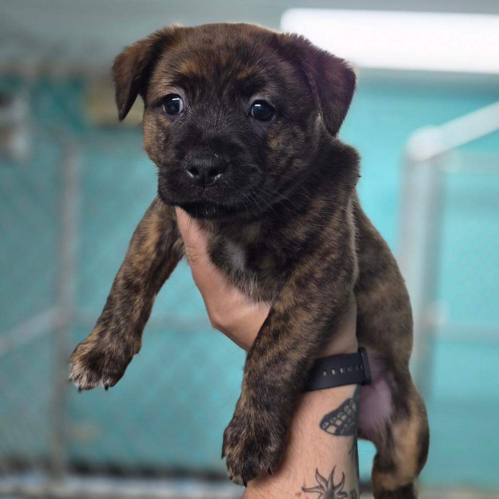 Enlarge McChicken, a Adoptable mixed breed in Wahiawa, HI image 2/2