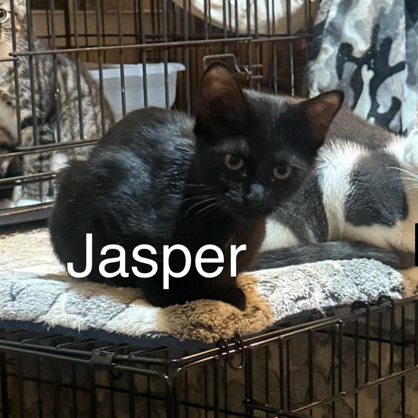 Jasper, Adoptable, Young Male Domestic Short Hair.