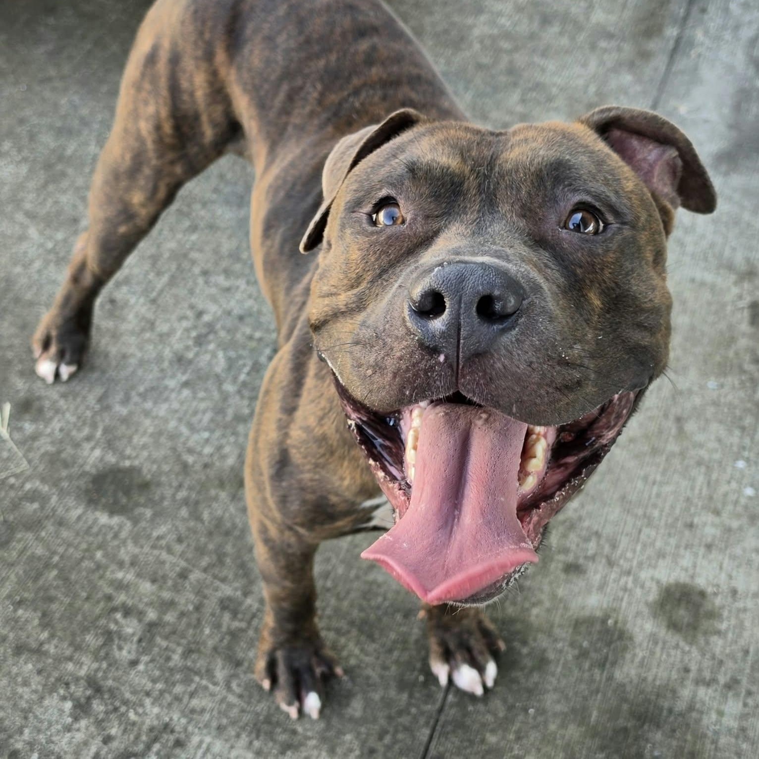 Enlarge Lyle, Handsome Brindle Boy, a Adoptable mixed breed in Meriden, CT image 3/6