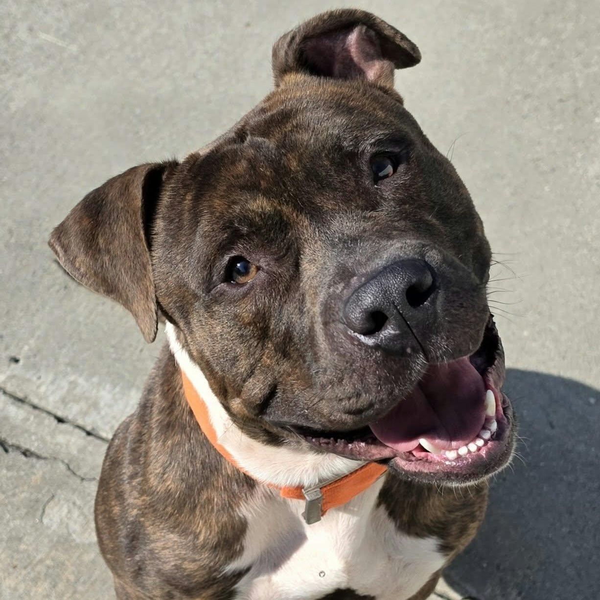 Enlarge Lyle, Handsome Brindle Boy, a Adoptable mixed breed in Meriden, CT image 4/6