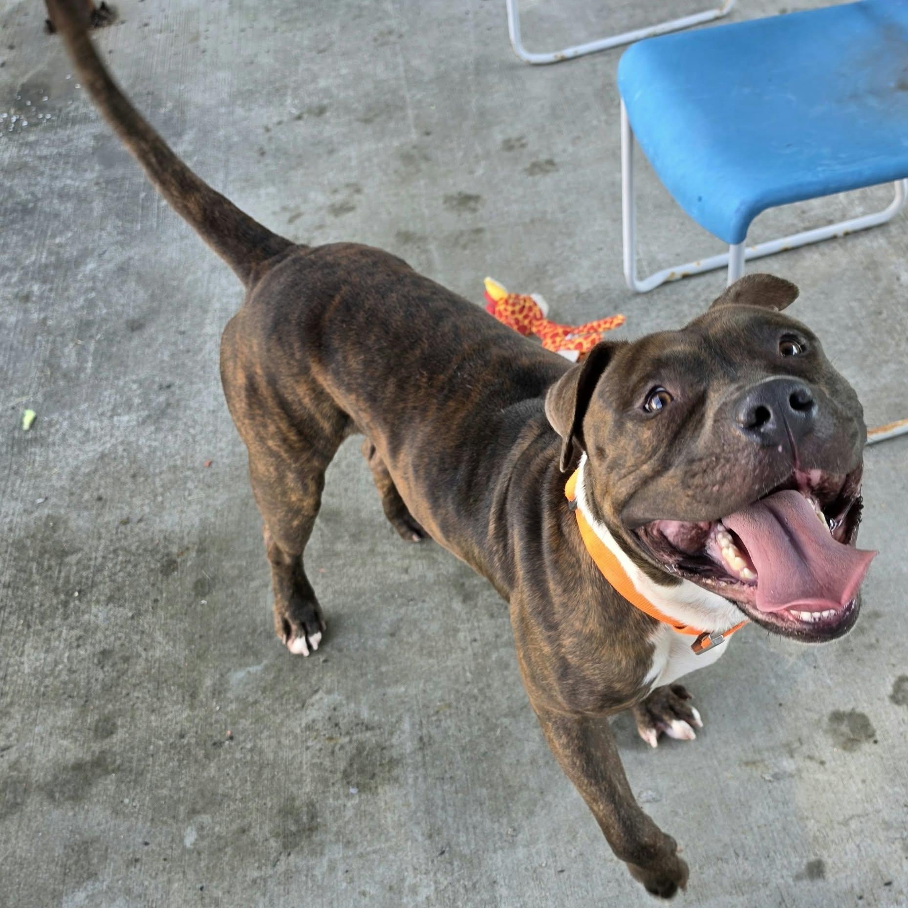 Enlarge Lyle, Handsome Brindle Boy, a Adoptable mixed breed in Meriden, CT image 5/6