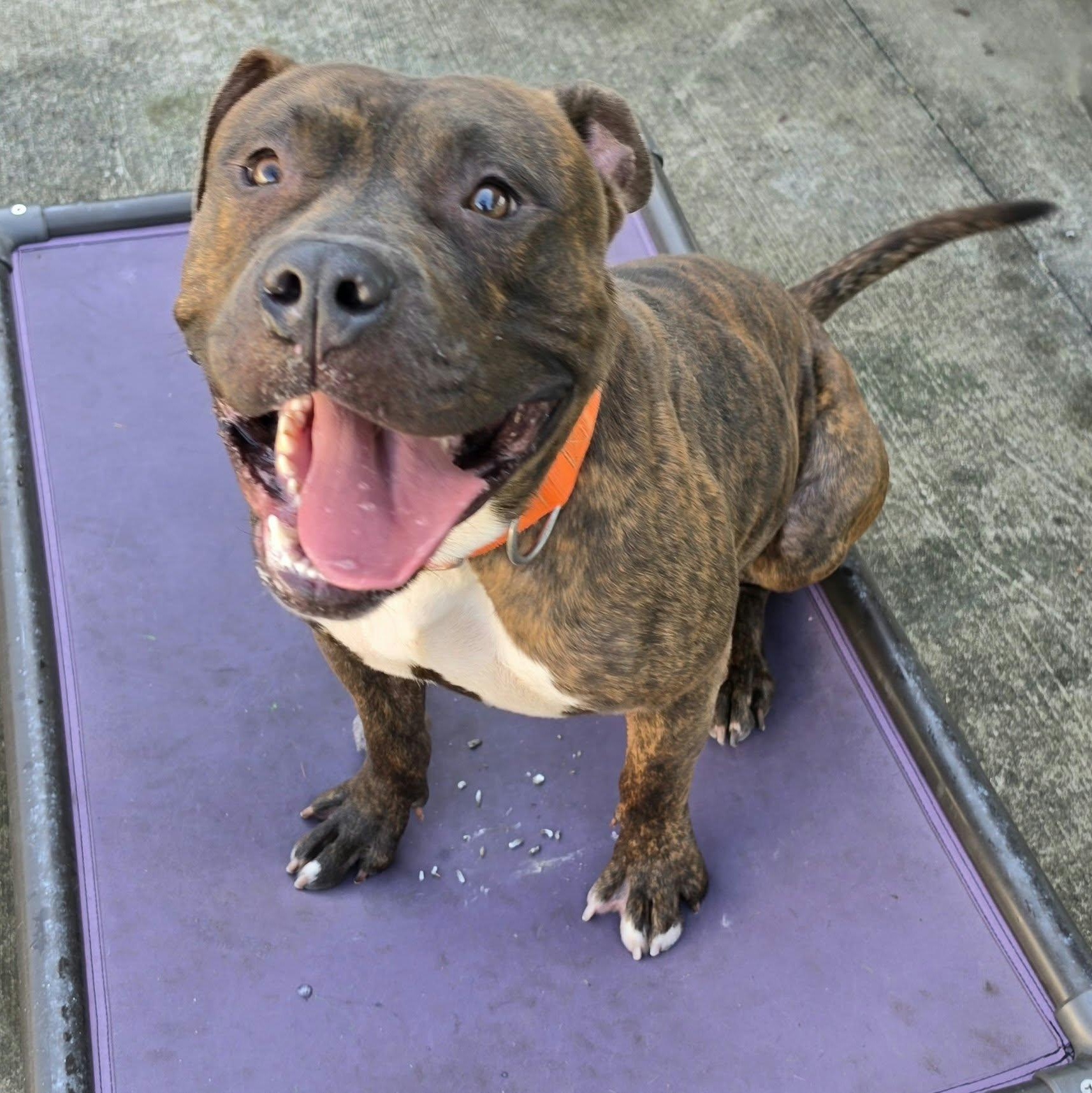 Enlarge Lyle, Handsome Brindle Boy, a Adoptable mixed breed in Meriden, CT image 6/6