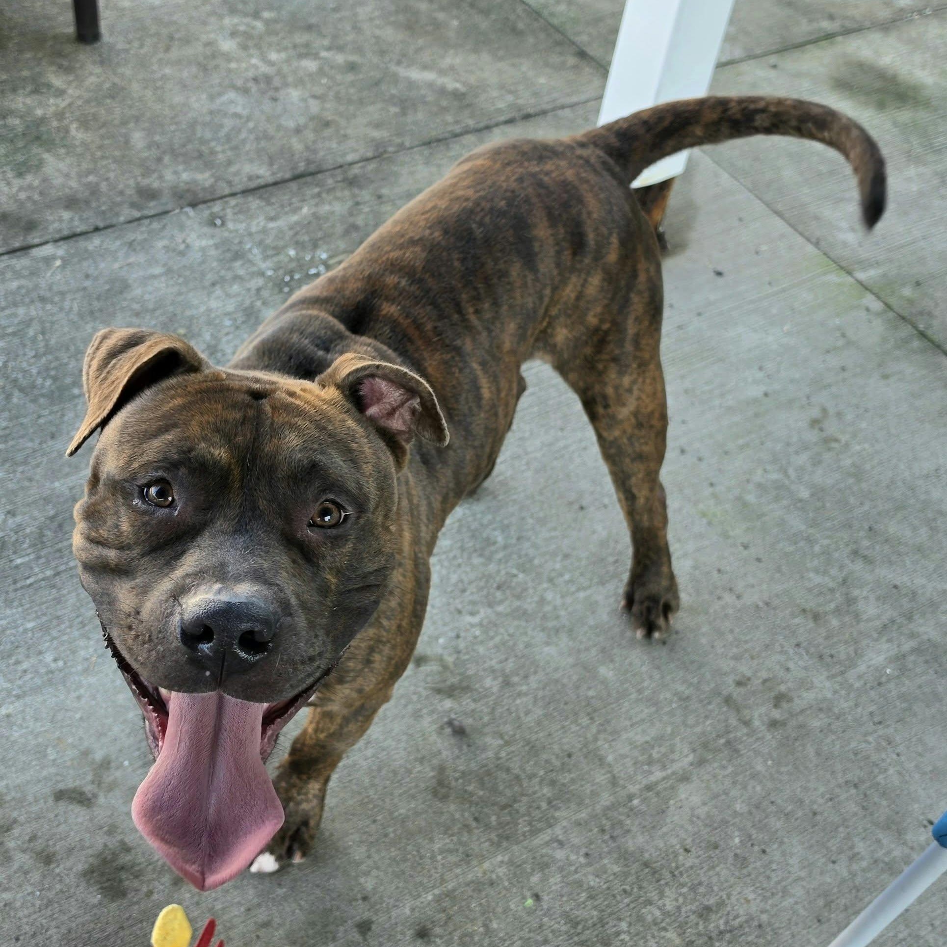Enlarge Lyle, Handsome Brindle Boy, a Adoptable mixed breed in Meriden, CT image 2/6