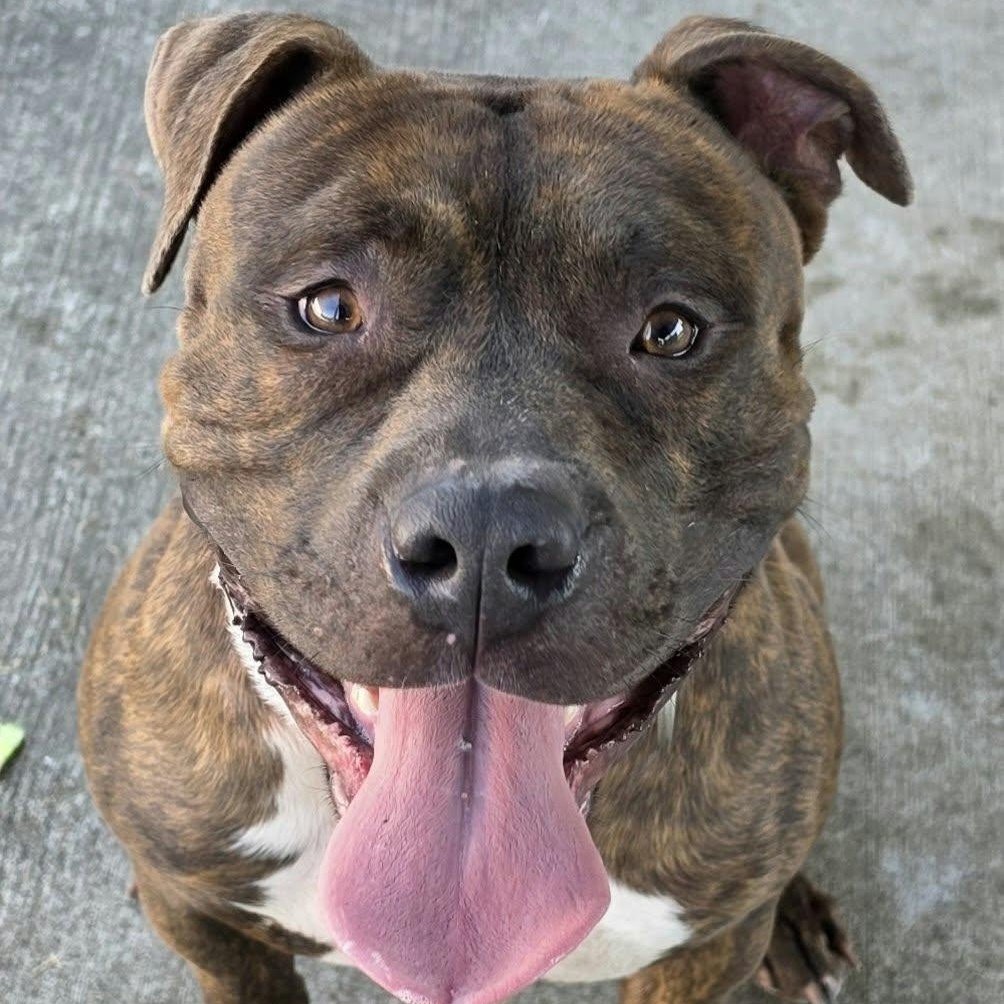 Lyle, Handsome Brindle Boy, Adoptable, Young Male American Staffordshire Terrier.