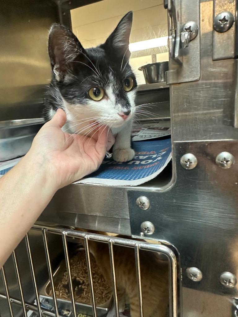 Luna, Adoptable, Young Female Domestic Short Hair.