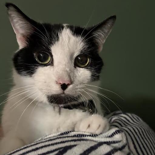 Spike, Adoptable, Adult Male Domestic Short Hair.