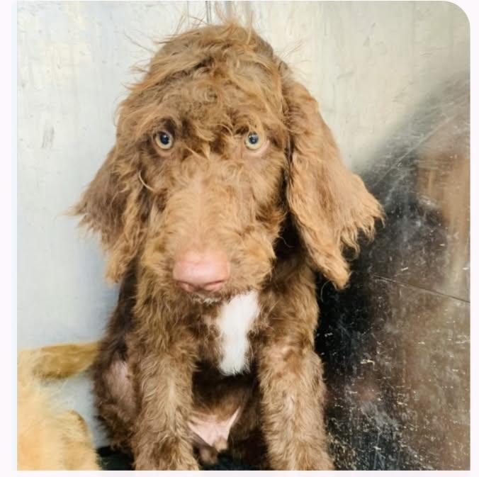 Enlarge Truffle, a Adoptable mixed breed in Warrenton, VA image 1/2