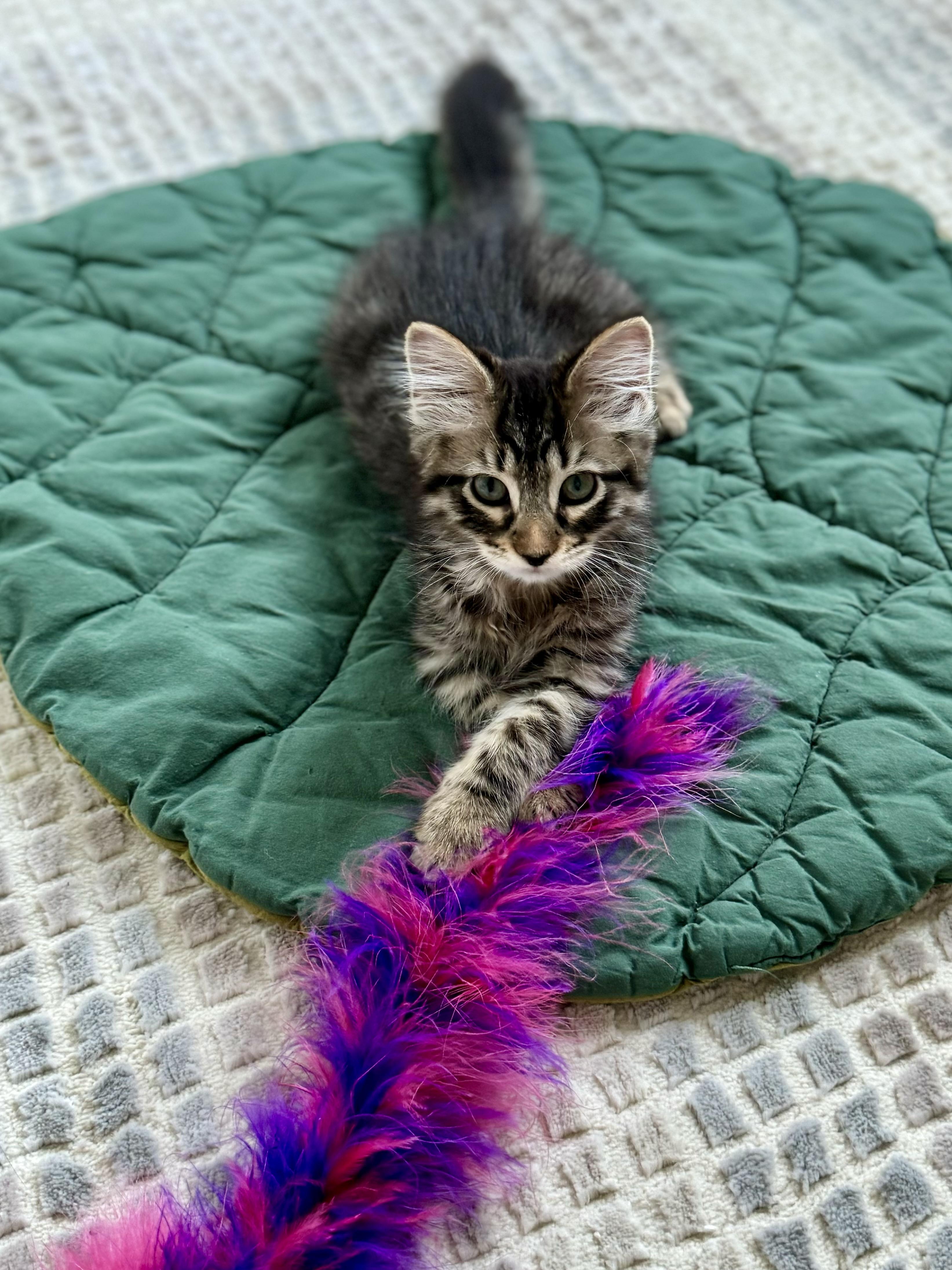 Joan Rivers thumbnail 5