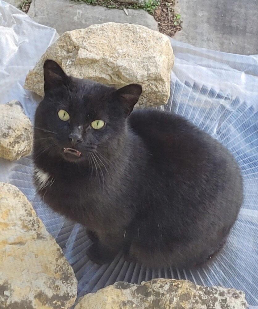 Xaden, Adoptable, Adult Male Domestic Short Hair.