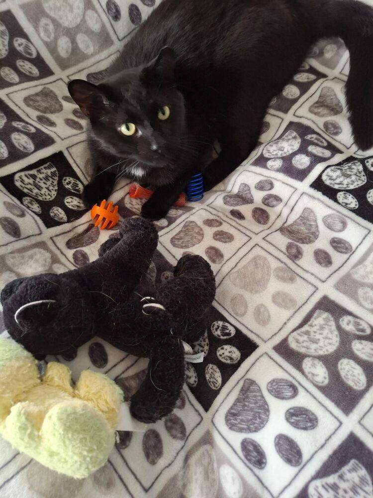 Enlarge Xaden, a Adoptable Domestic Short Hair in Dayton, OH image 3/5