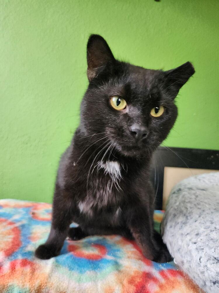 Enlarge Xaden, a Adoptable Domestic Short Hair in Dayton, OH image 2/2