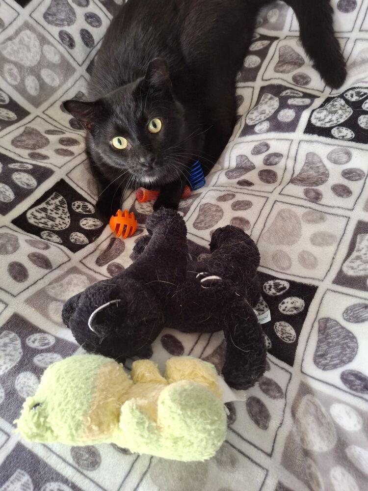 Enlarge Xaden, a Adoptable Domestic Short Hair in Dayton, OH image 5/5