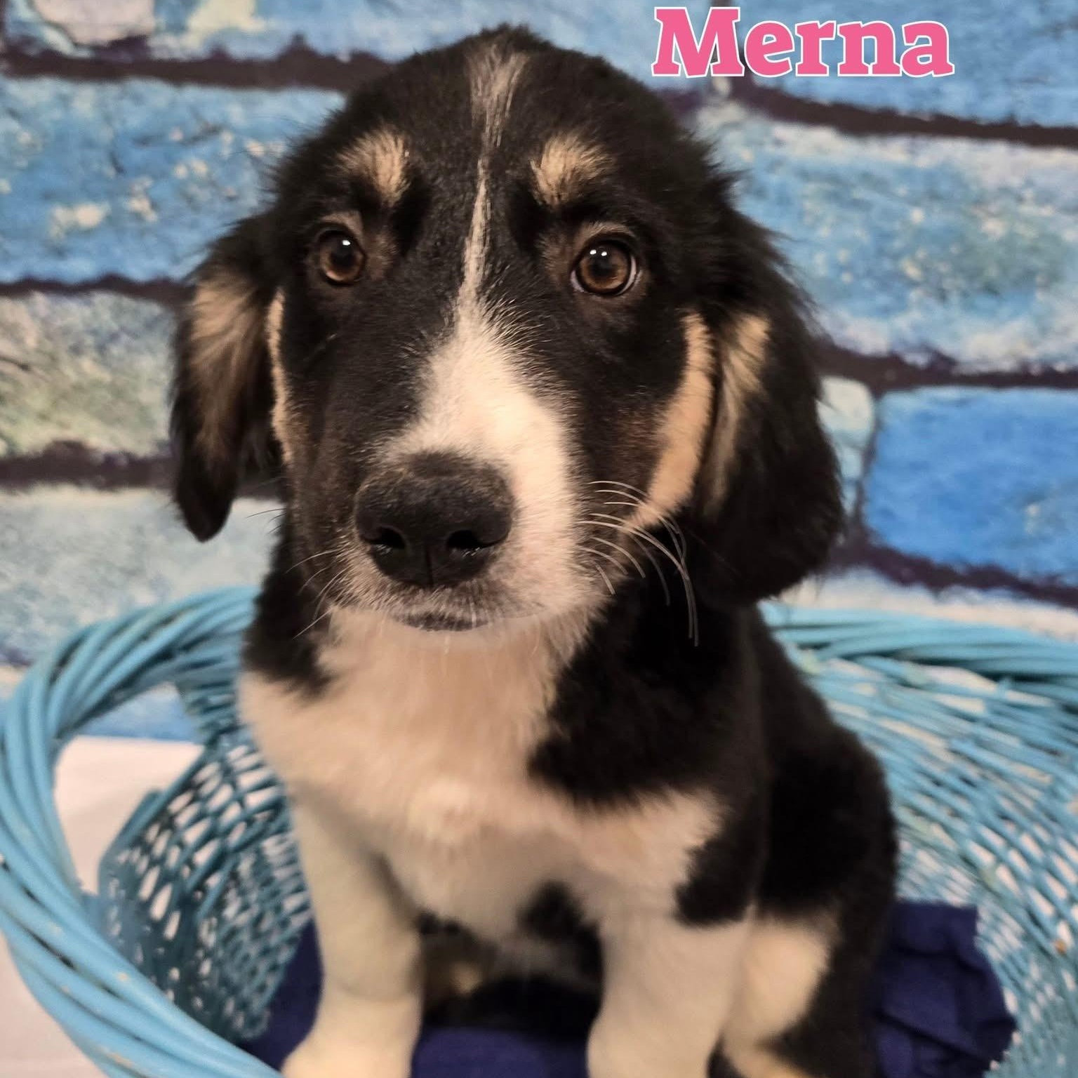 Merna, ADOPTABLE, Puppy Female Great Pyrenees.