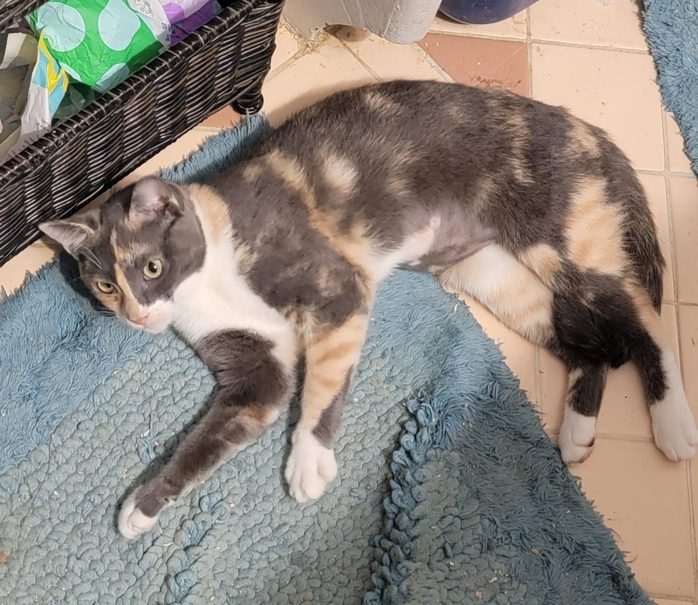 Enlarge Crayola, a Adopted mixed breed in Spring, TX image 4/5