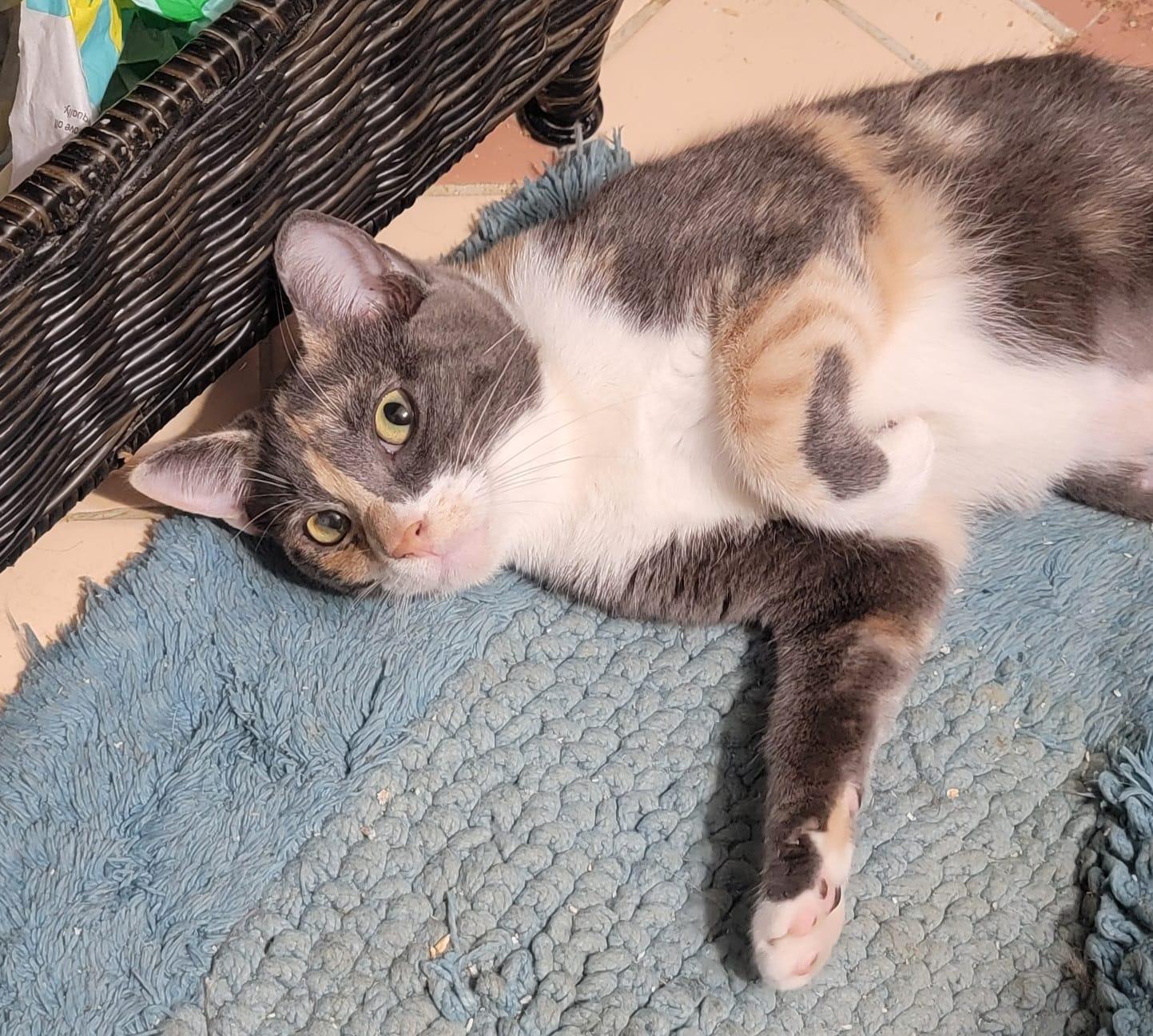 Crayola, Adopted, Young Female American Shorthair & Calico.