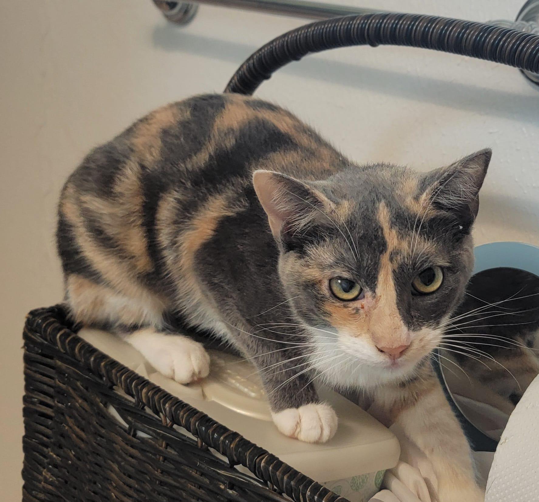 Enlarge Crayola, a Adopted mixed breed in Spring, TX image 5/5
