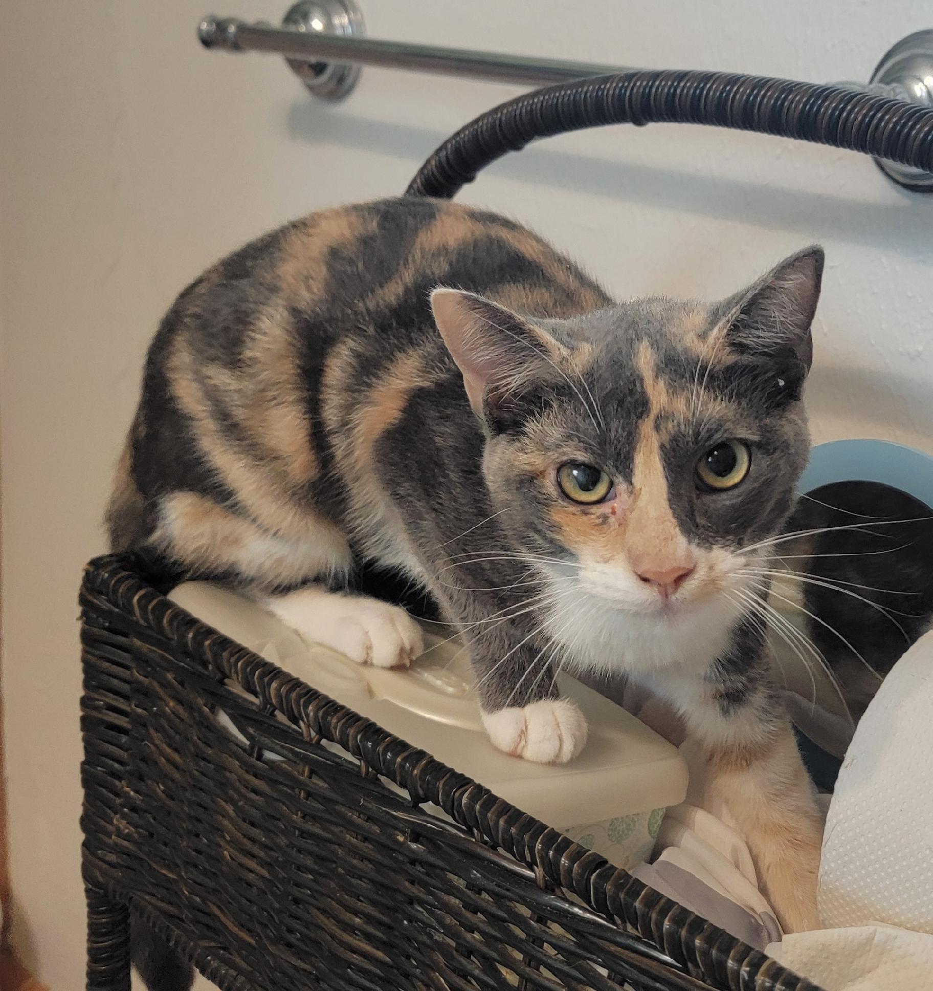 Enlarge Crayola, a Adopted mixed breed in Spring, TX image 2/5