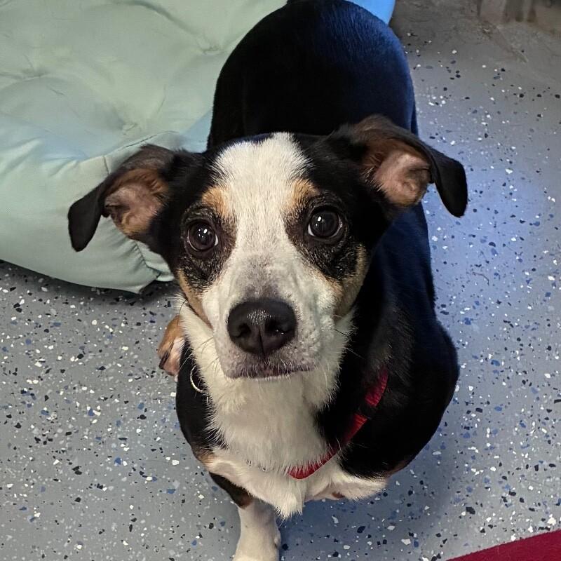 Darryl, Adoptable, Adult Male Terrier & Dachshund.