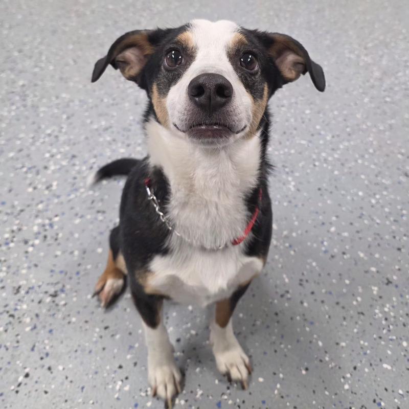 Enlarge Darryl, a Adoptable mixed breed in Yankton, SD image 2/6