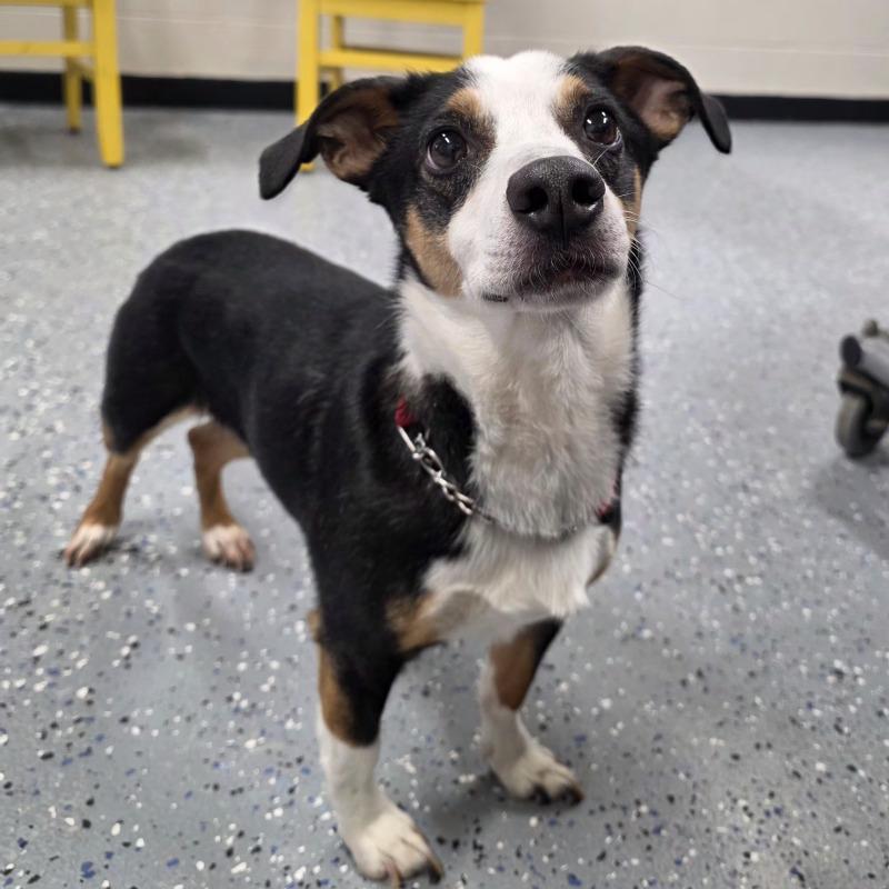 Enlarge Darryl, a Adoptable mixed breed in Yankton, SD image 3/6