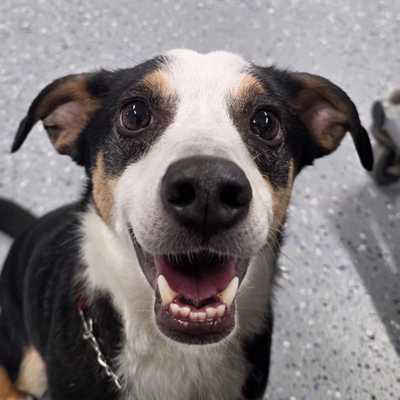 Enlarge Darryl, a Adoptable mixed breed in Yankton, SD image 4/6