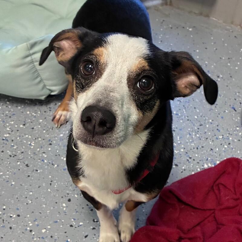Enlarge Darryl, a Adoptable mixed breed in Yankton, SD image 5/6