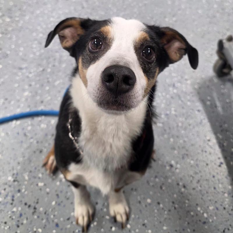 Enlarge Darryl, a Adoptable mixed breed in Yankton, SD image 6/6