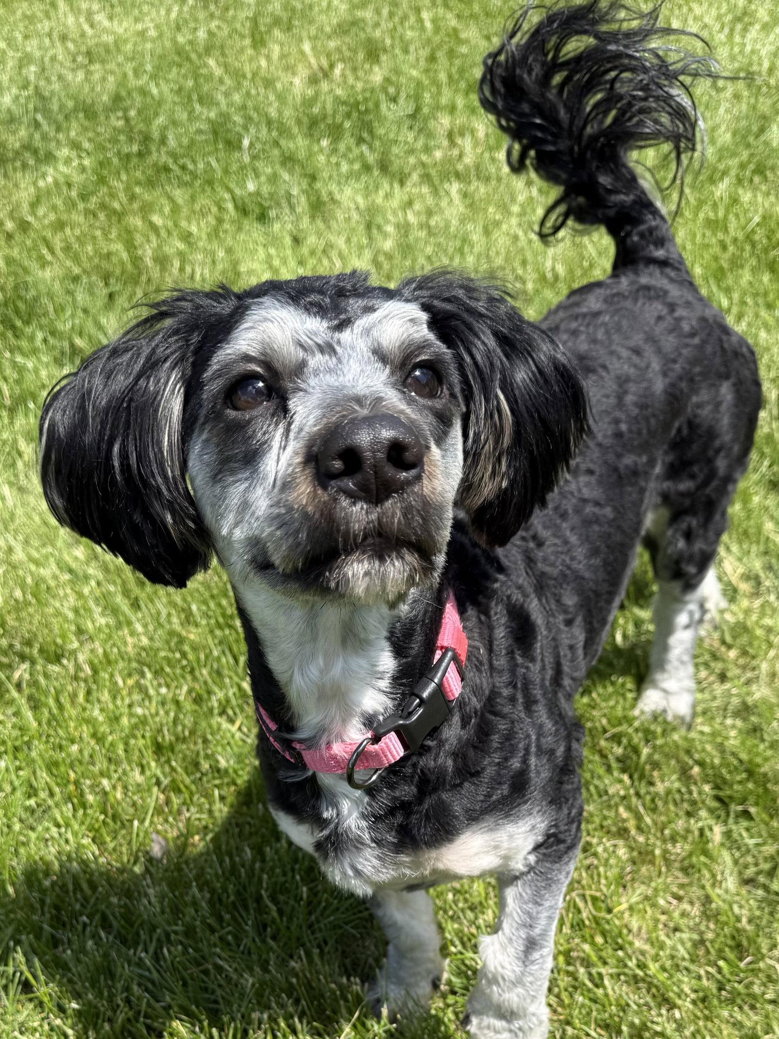 Rose, Adoptable, Young Female Yorkshire Terrier & Poodle.