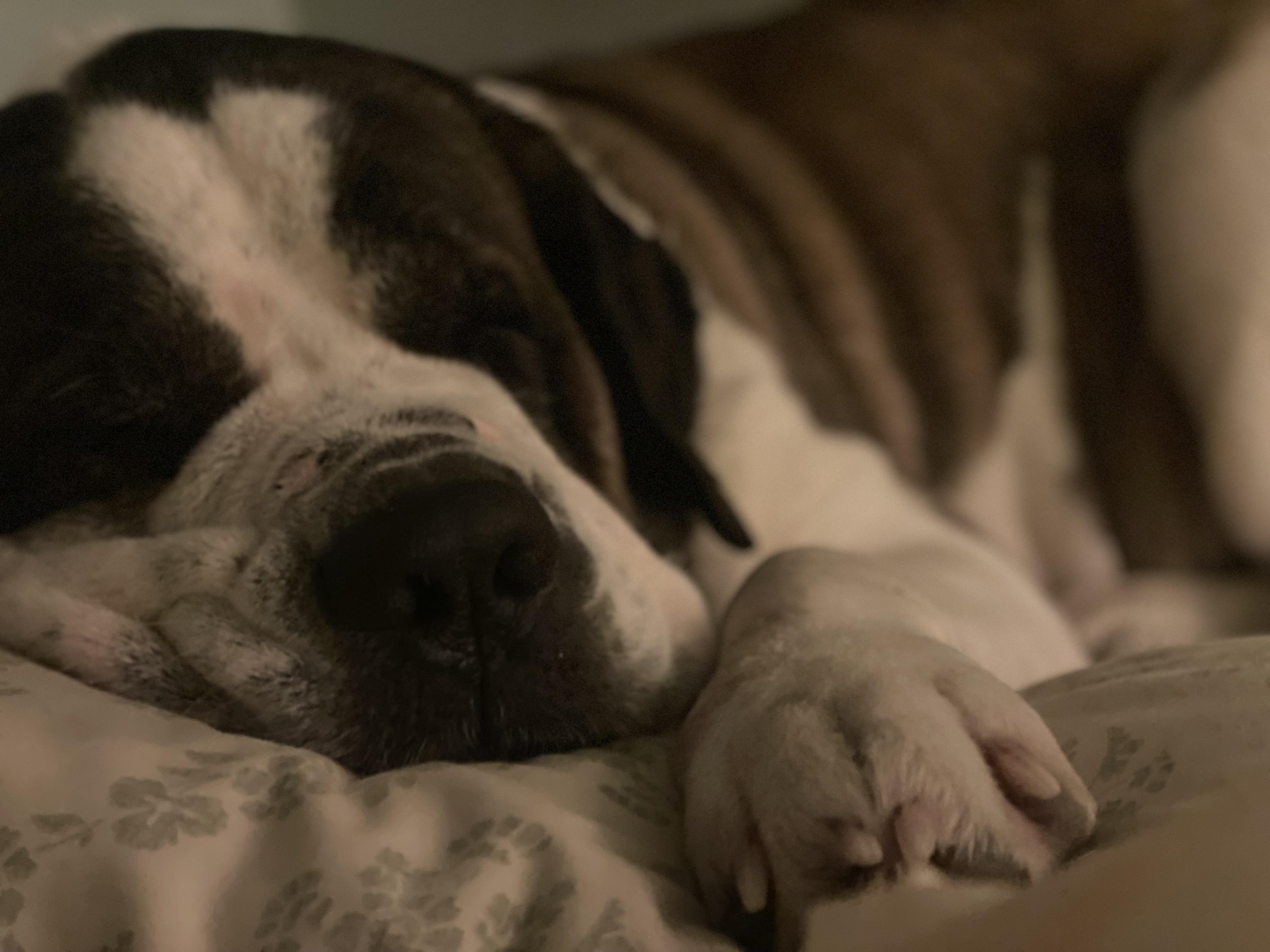 Enlarge Vanessa, a Adoptable Saint Bernard in Terra Cotta, ON image 5/6