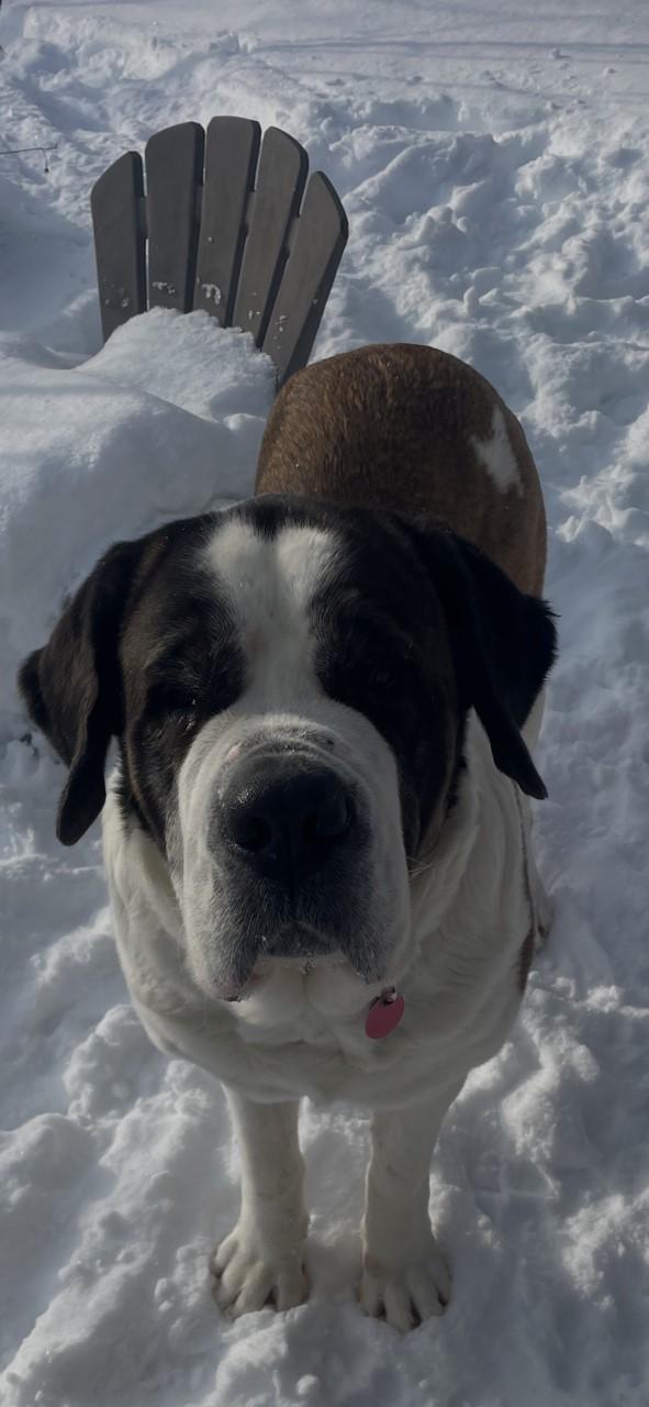 Vanessa, Adoptable, Adult Female Saint Bernard.
