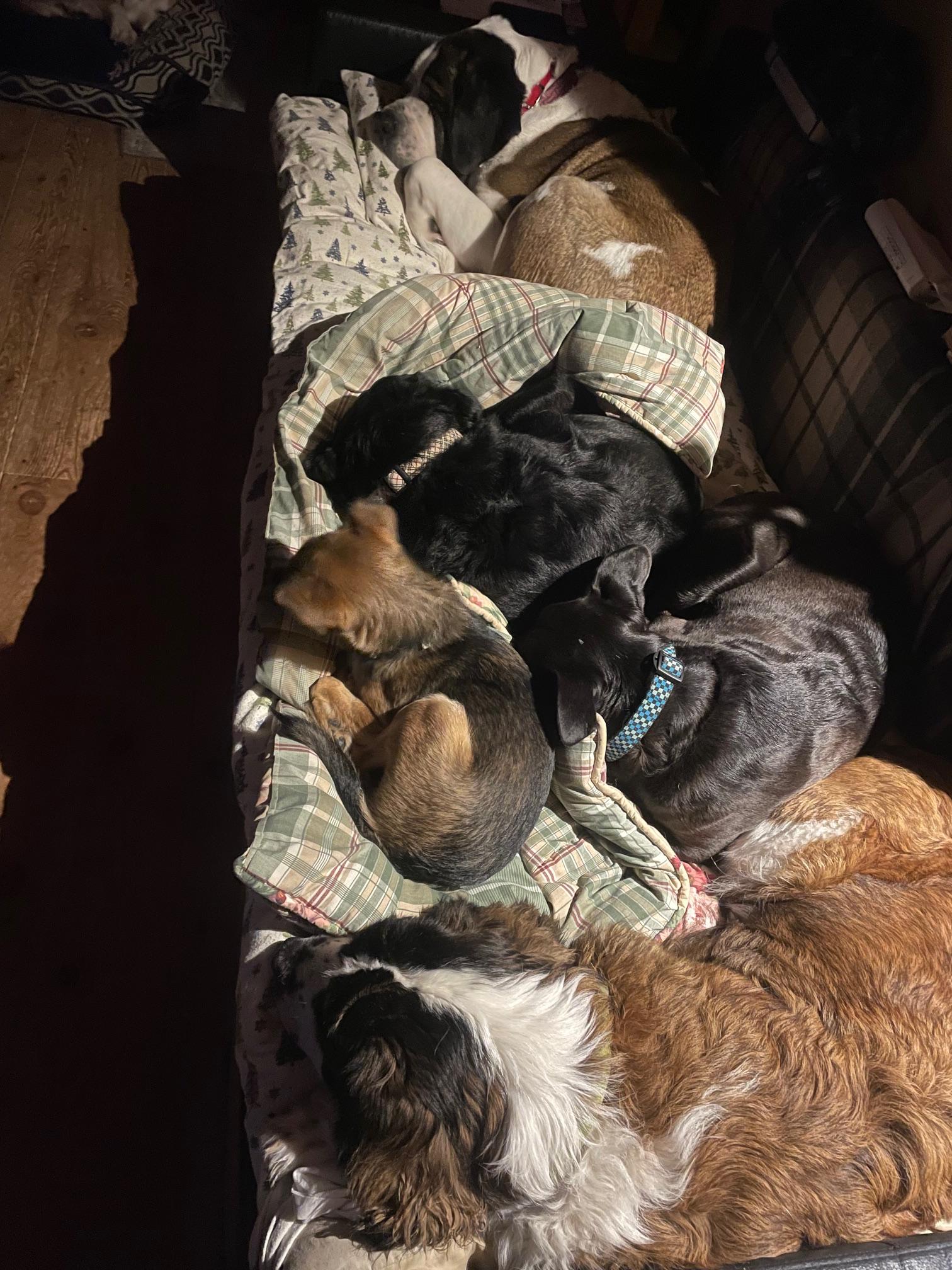 Enlarge Vanessa, a Adoptable Saint Bernard in Terra Cotta, ON image 6/6