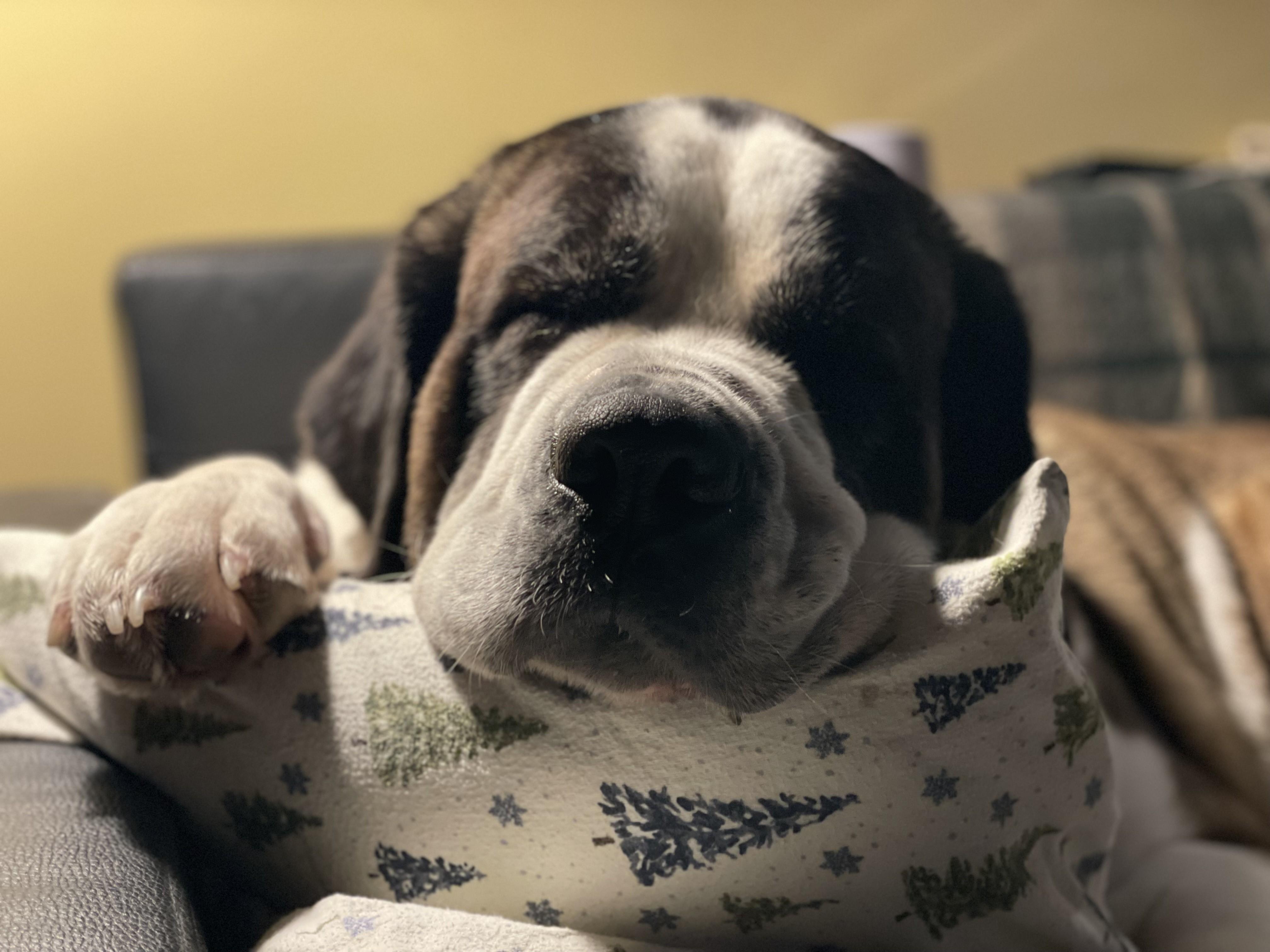 Enlarge Vanessa, a Adoptable Saint Bernard in Terra Cotta, ON image 2/6