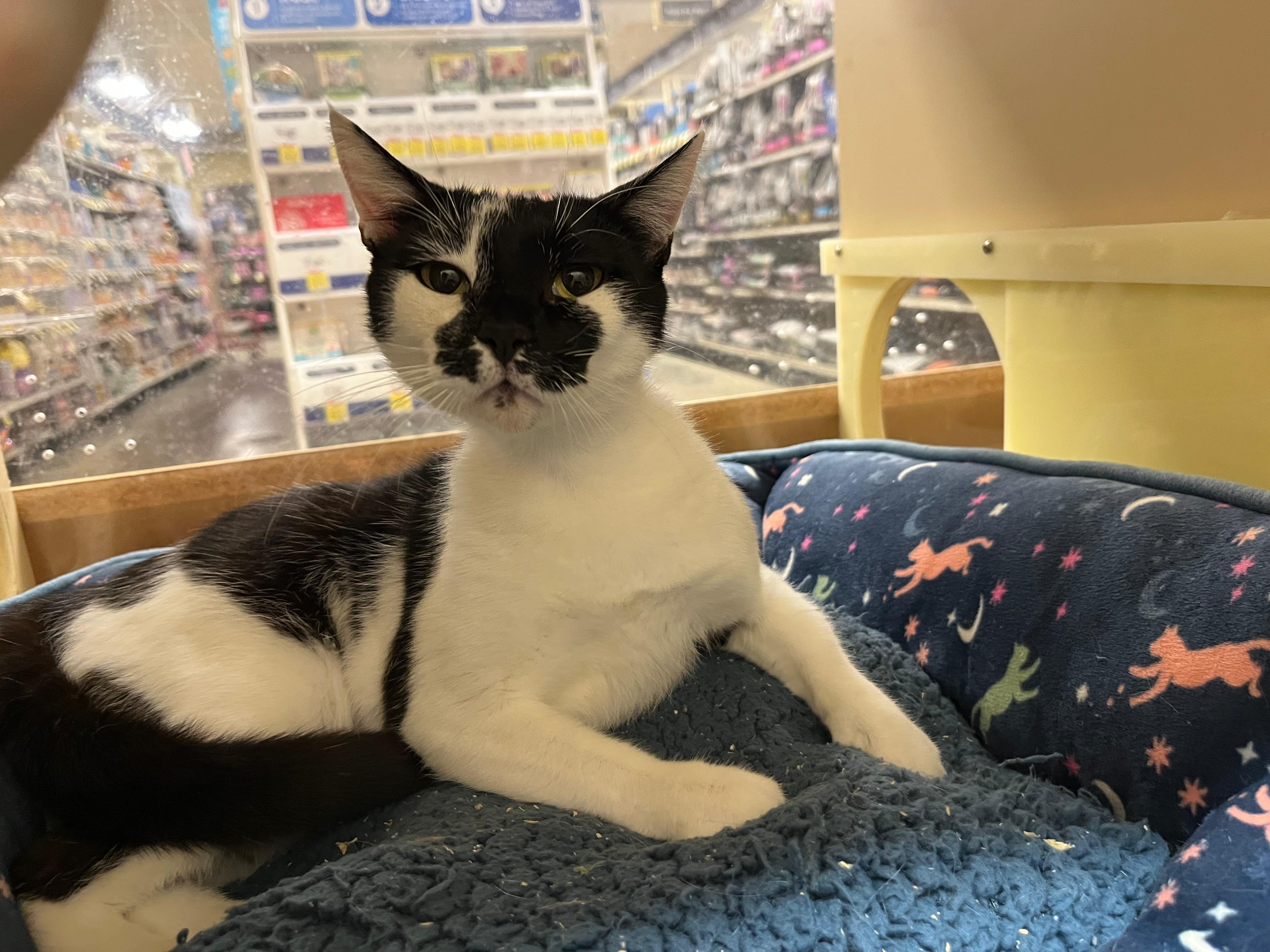 Enlarge Onyx, a ADOPTABLE Domestic Short Hair in San Mateo, CA image 6/6