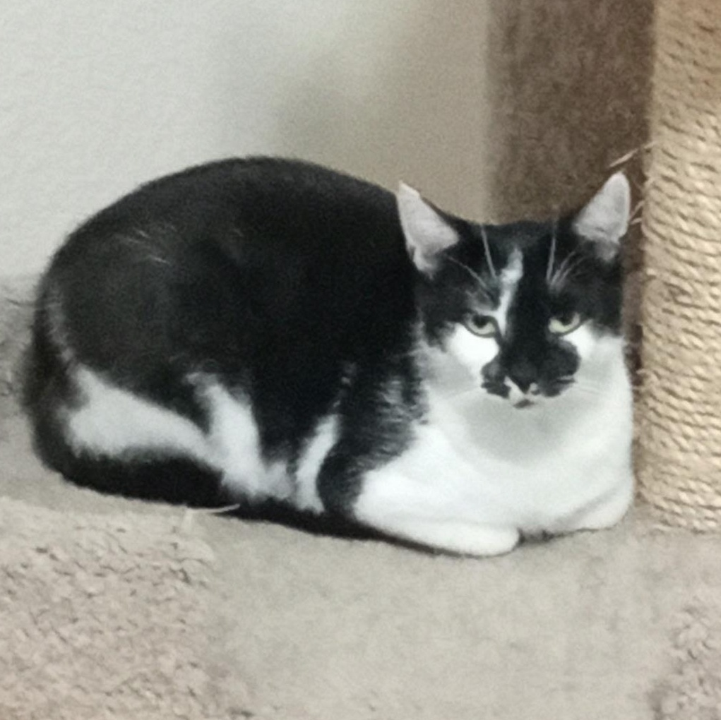 Onyx, ADOPTABLE, Young Female Domestic Short Hair.