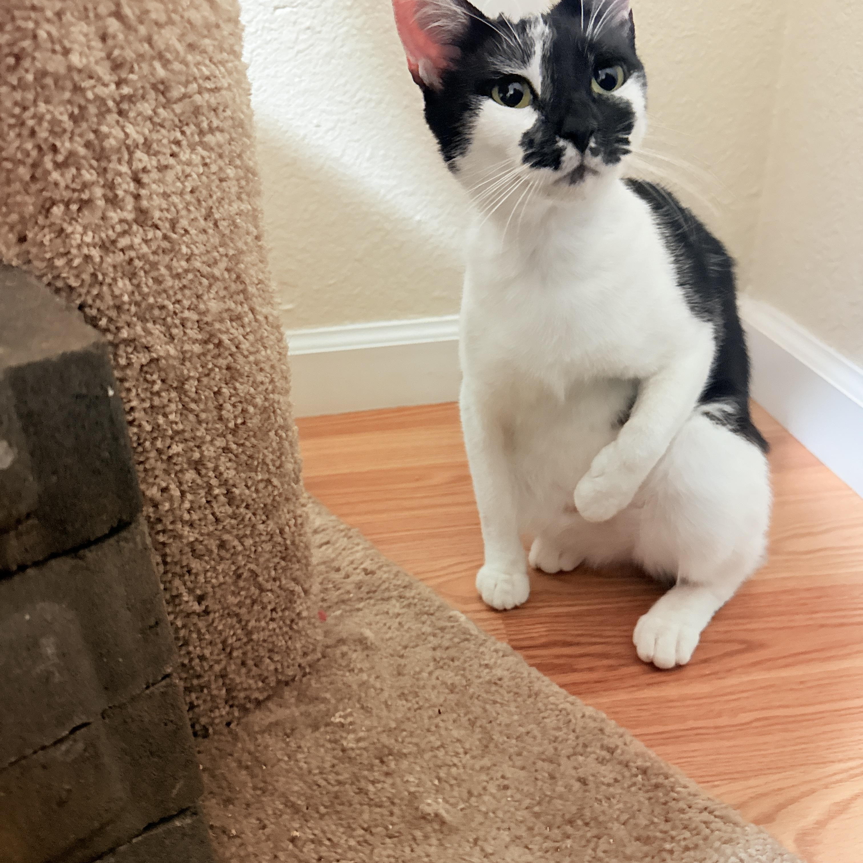 Enlarge Onyx, a ADOPTABLE Domestic Short Hair in San Mateo, CA image 2/6