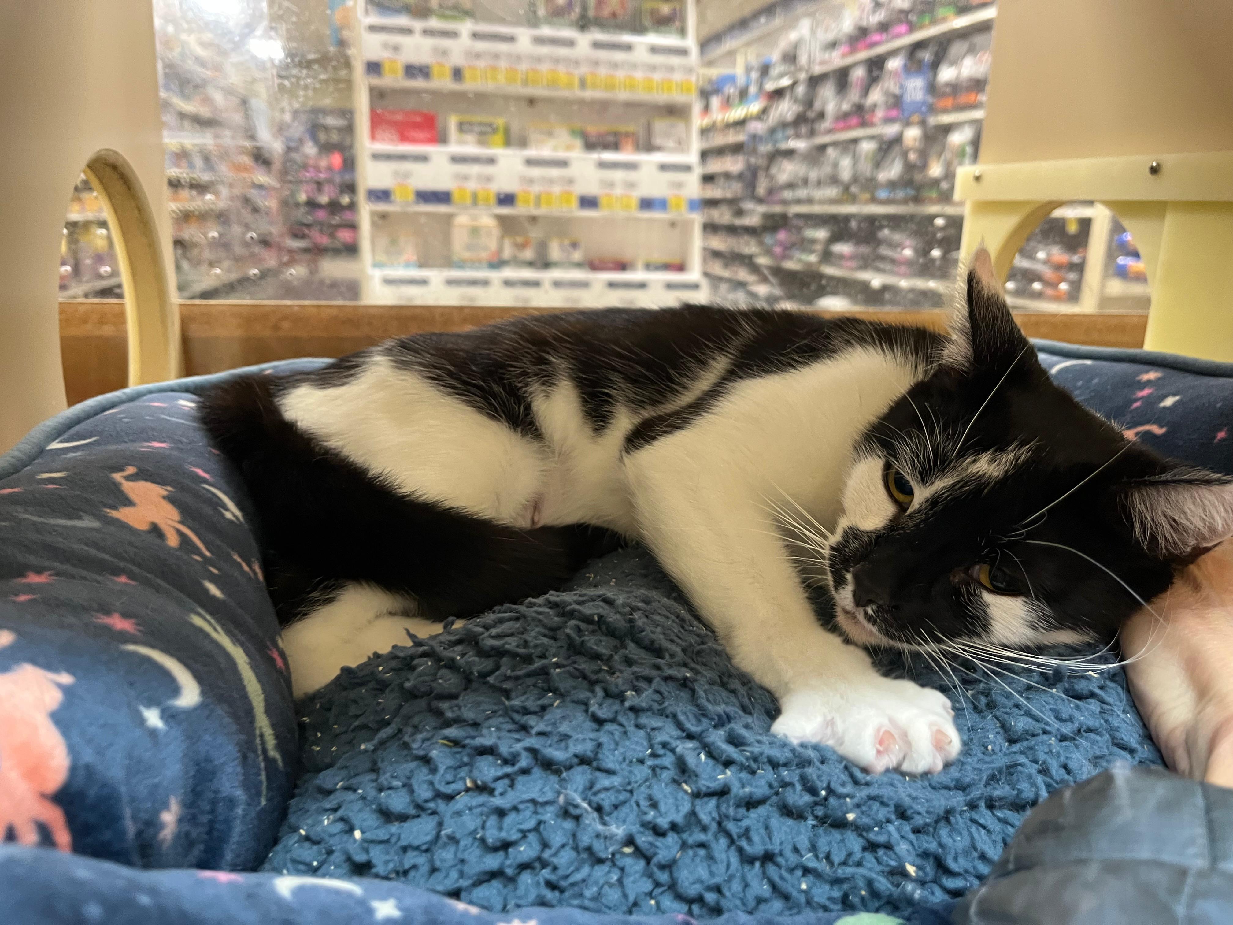 Enlarge Onyx, a ADOPTABLE Domestic Short Hair in San Mateo, CA image 5/6