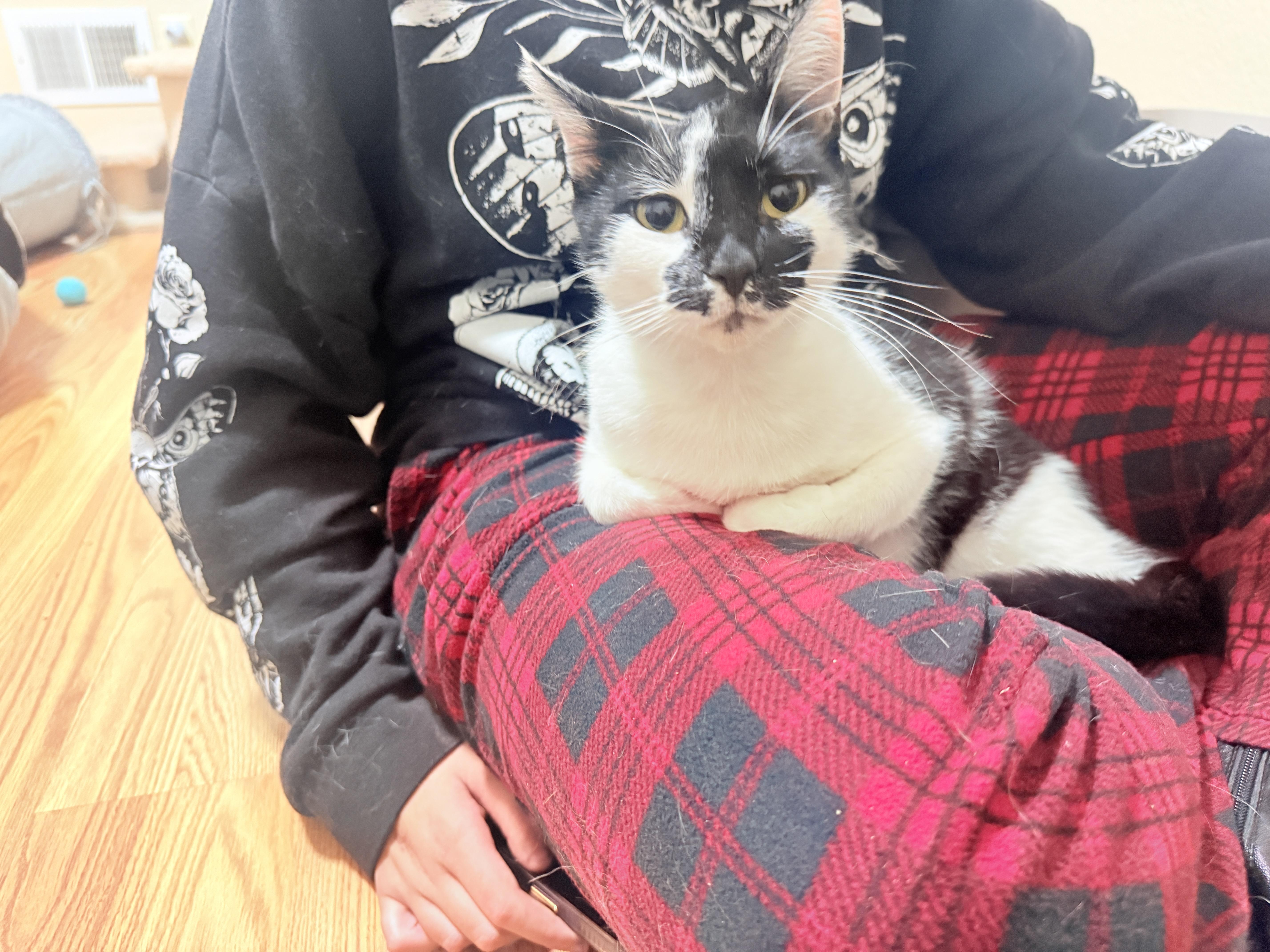 Enlarge Onyx, a ADOPTABLE Domestic Short Hair in San Mateo, CA image 4/6