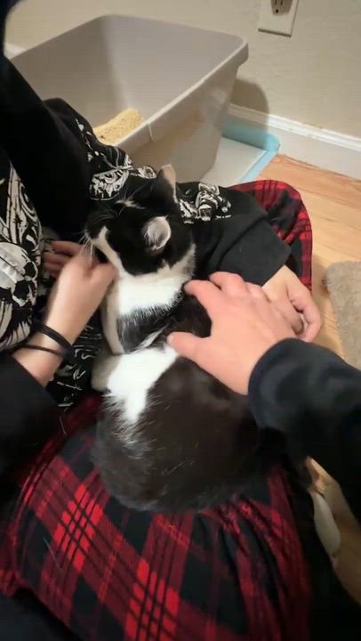 Enlarge Onyx, a ADOPTABLE Domestic Short Hair in San Mateo, CA video 3/6